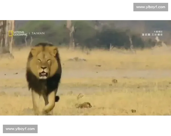 雄狮啸橙军:德佩的豪门失意与传奇加冕 雄狮啸橙军:德佩的豪门失意与传奇加冕